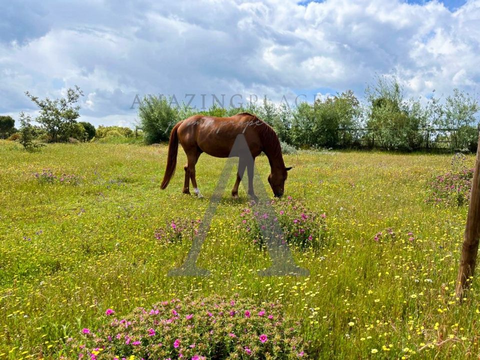 Farm i Ponte de Sor, Portalegre - foto 3