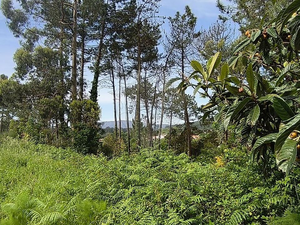 Helårsgrund i Caminha, Viana do Castelo - foto 4