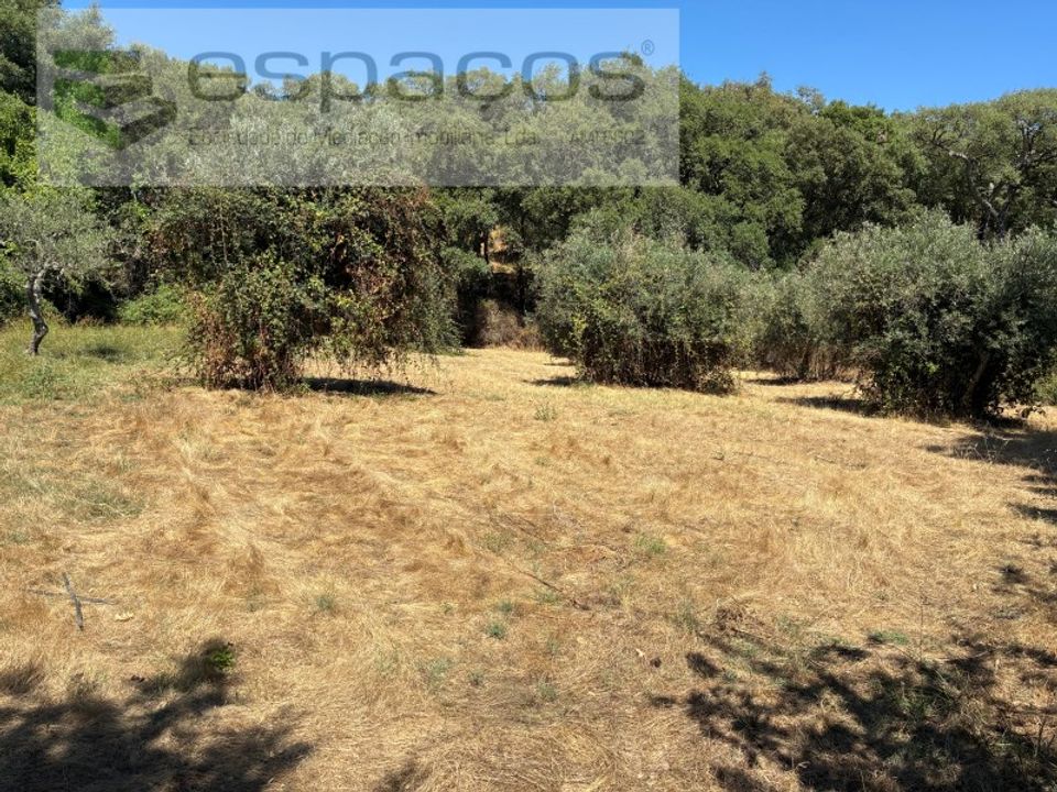 Helårsgrund i Fundao, Castelo Branco - foto 3