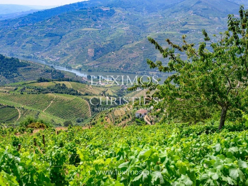 Farm i Mesao Frio, Vila Real - foto 5