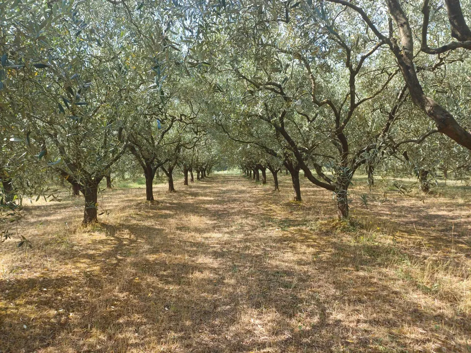 Helårsgrund i San Giuliano Terme, Pisa - foto 1