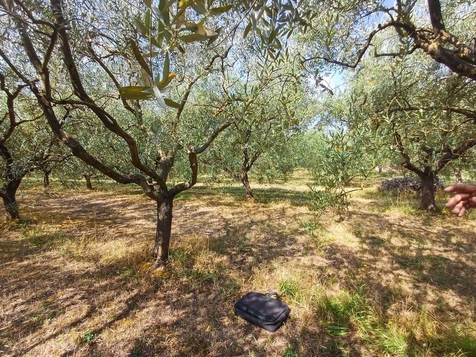 Helårsgrund i San Giuliano Terme, Pisa - foto 3
