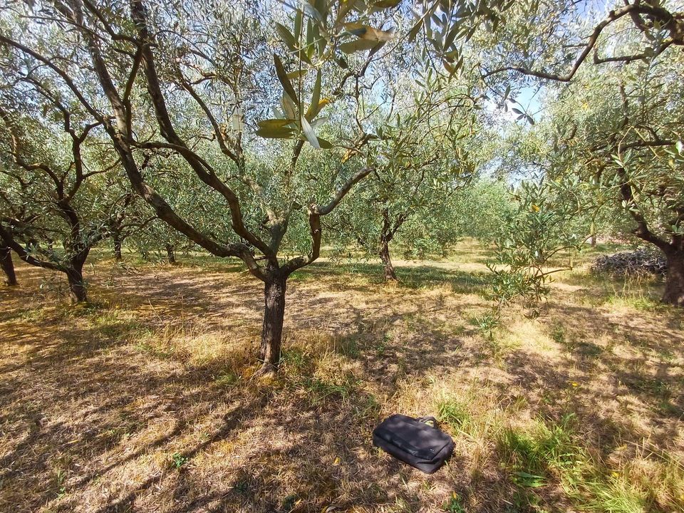 Helårsgrund i San Giuliano Terme, Pisa - foto 4
