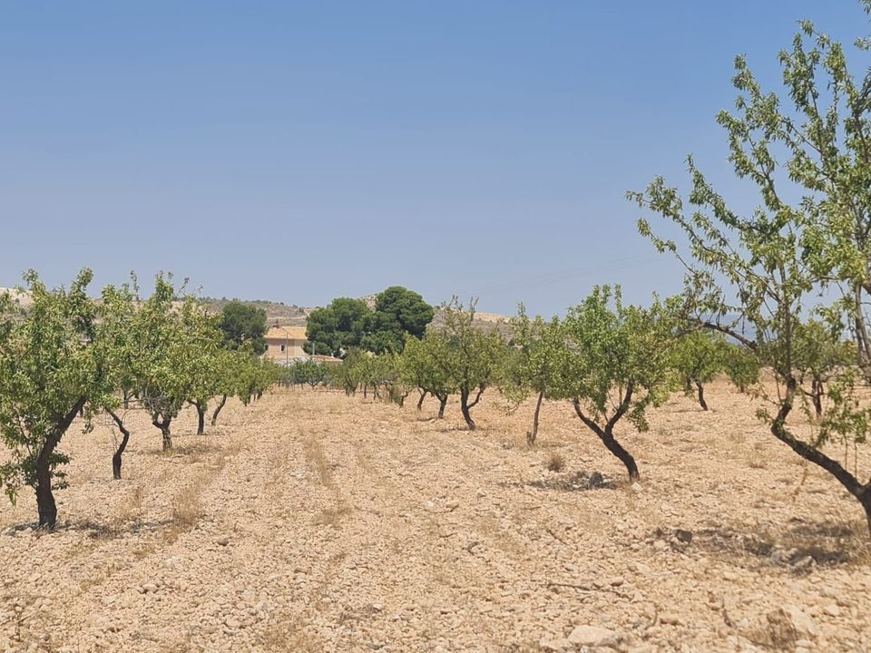 Helårsgrund i Jumilla, Murcia - foto 4