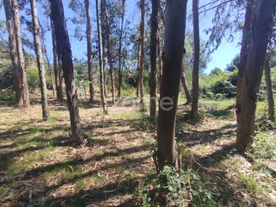Helårsgrund i Abrunhosa-a-Velha, Viseu - foto 1