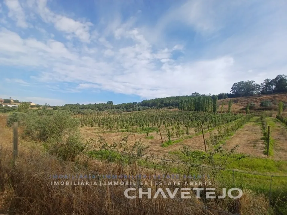 Farm i Serra, Santarem - foto 2