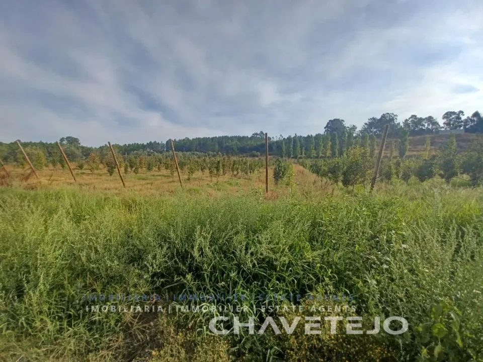 Farm i Serra, Santarem - foto 1
