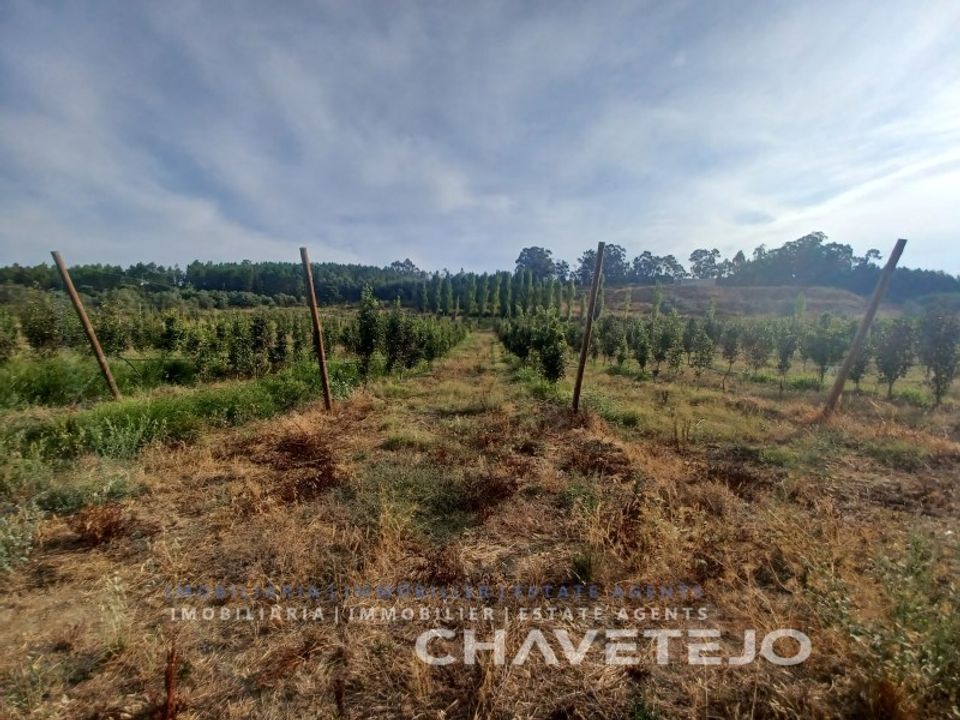Farm i Serra, Santarem - foto 4