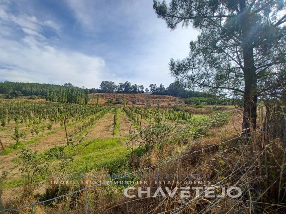 Farm i Serra, Santarem - foto 5