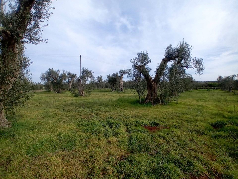 Helårsgrund i Giuggianello, Lecce - foto 3