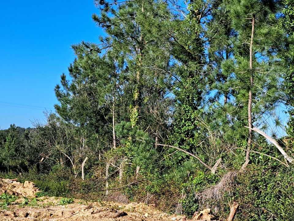 Helårsgrund i Brejos de Azeitao, Setubal - foto 4