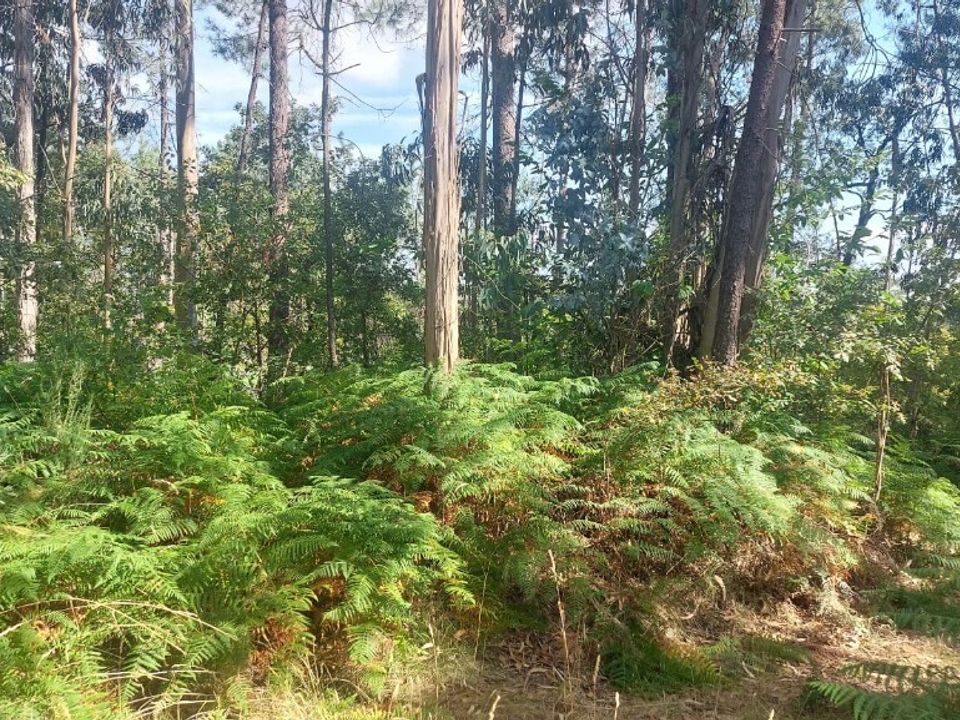 Helårsgrund i Amares, Braga - foto 2