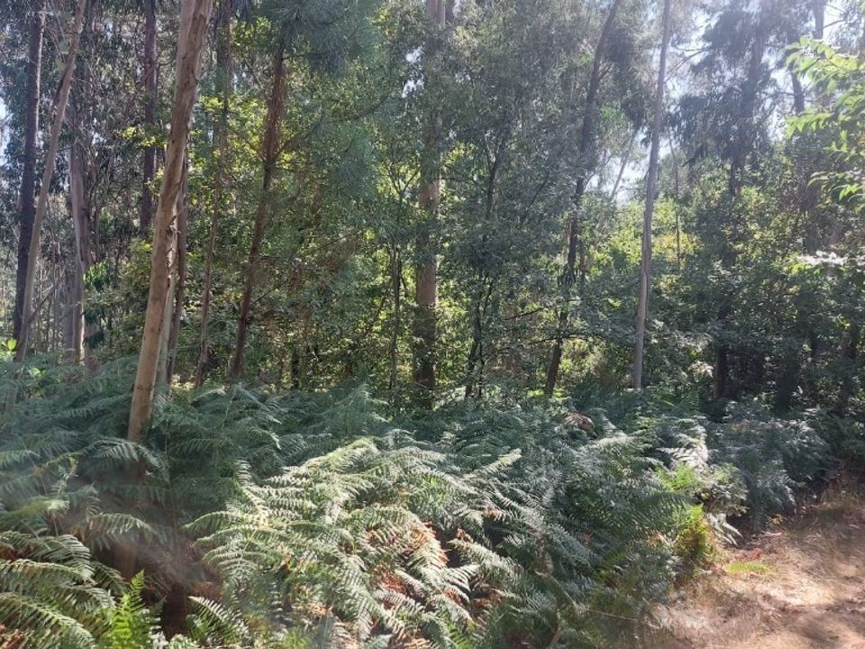 Helårsgrund i Amares, Braga - foto 3