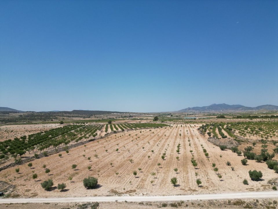 Helårsgrund i Pinoso, Alicante - foto 3