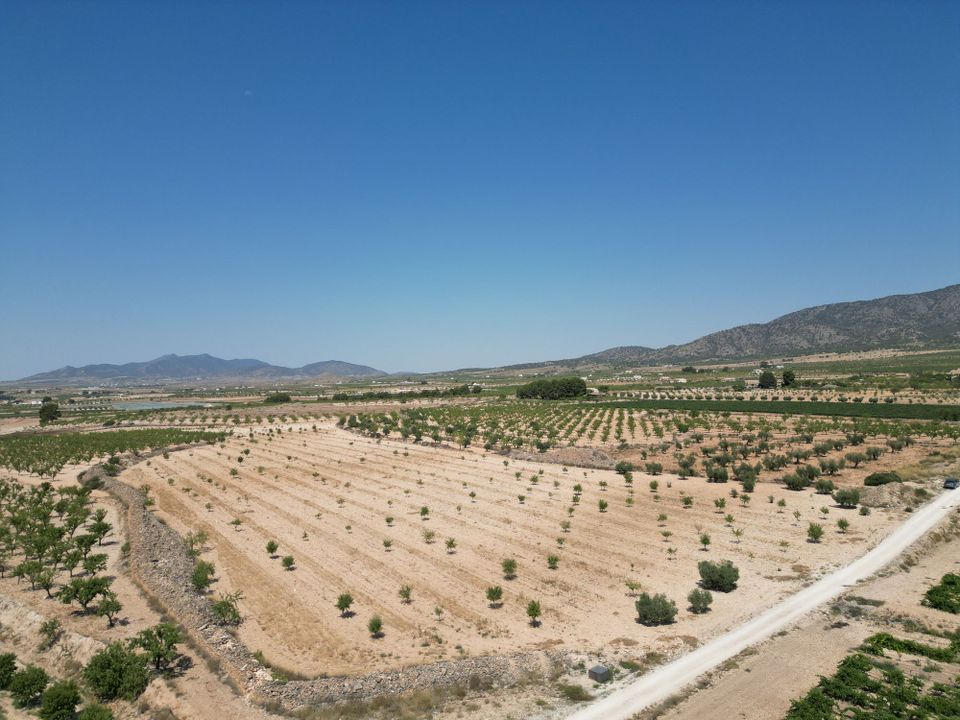 Helårsgrund i Pinoso, Alicante - foto 4