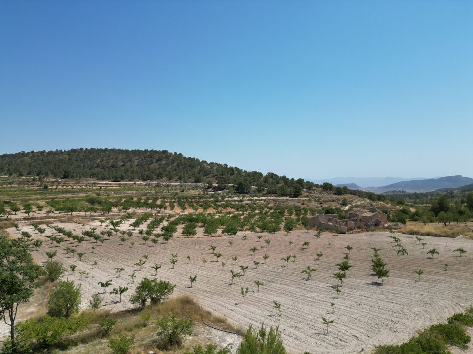Helårsgrund i Monovar, Alicante - foto 5