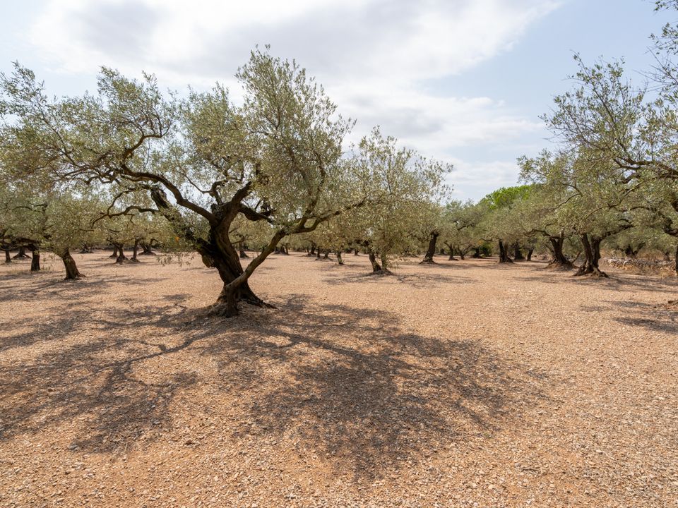 Finca i Mas De Barberans, Tarragona - foto 5