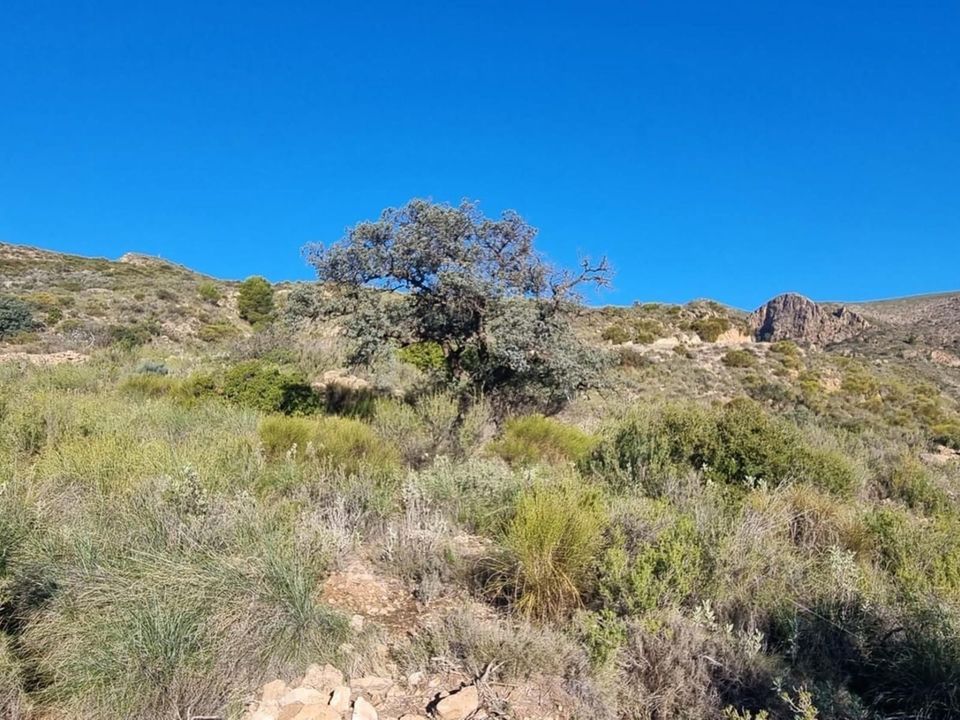 Finca i Bedar, Almeria - bilde 2