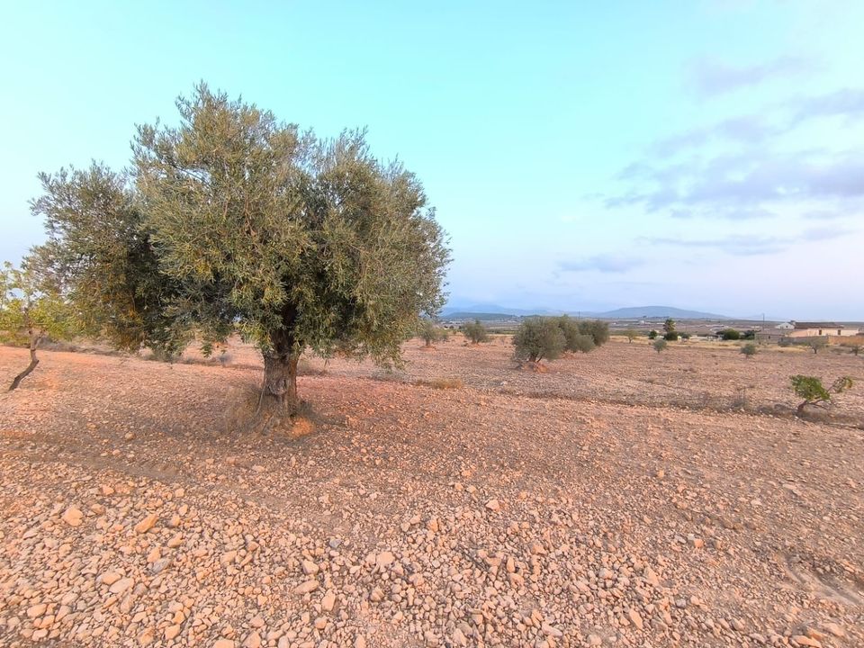 Helårsgrund i Pinoso, Alicante - foto 5