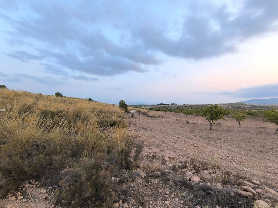 Helårsgrund i Pinoso, Alicante - foto 4