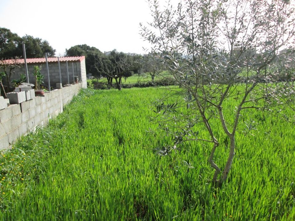Helårsgrund i Fatima, Santarem - foto 3