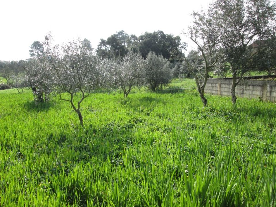 Helårsgrund i Fatima, Santarem - foto 4