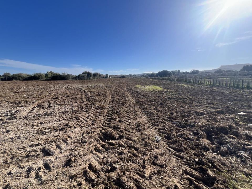 Finca a Algaida, Mallorca - foto 5