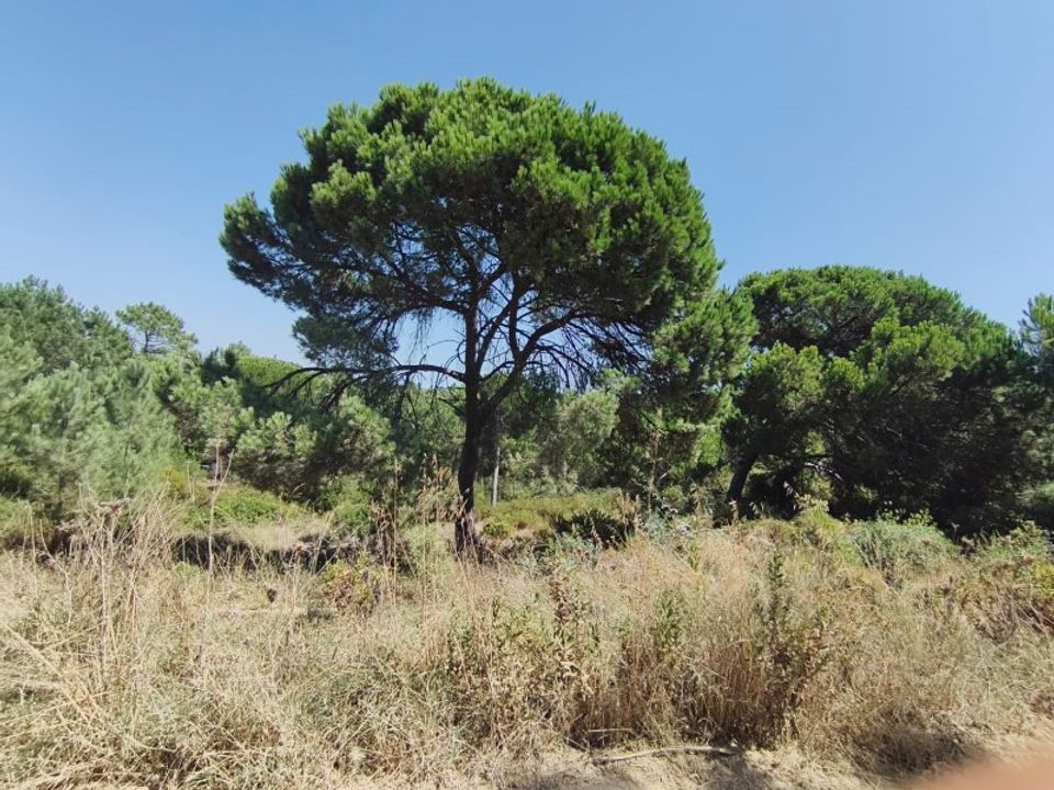 Helårsgrund i Sesimbra, Setubal - foto 3