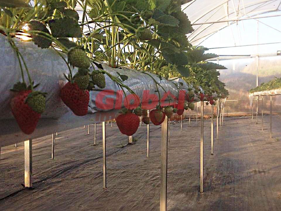 Farm i Mangualde, Viseu - foto 5