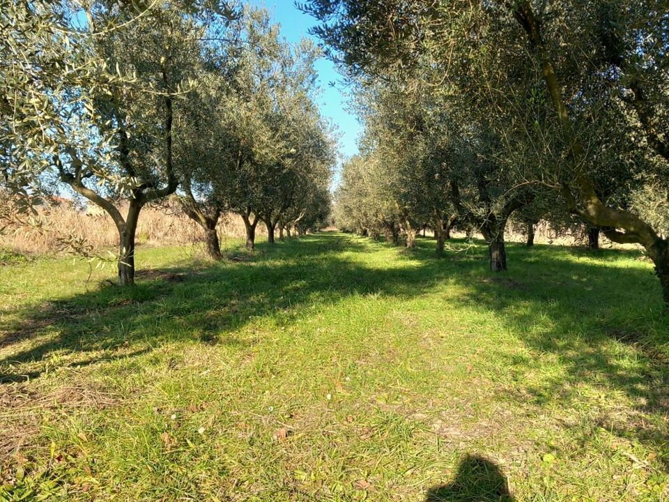 Tomt i Staranzano, Gorizia - bilde 1