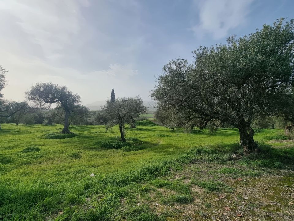 Helårsgrund i Alhaurin El Grande, Malaga - foto 1