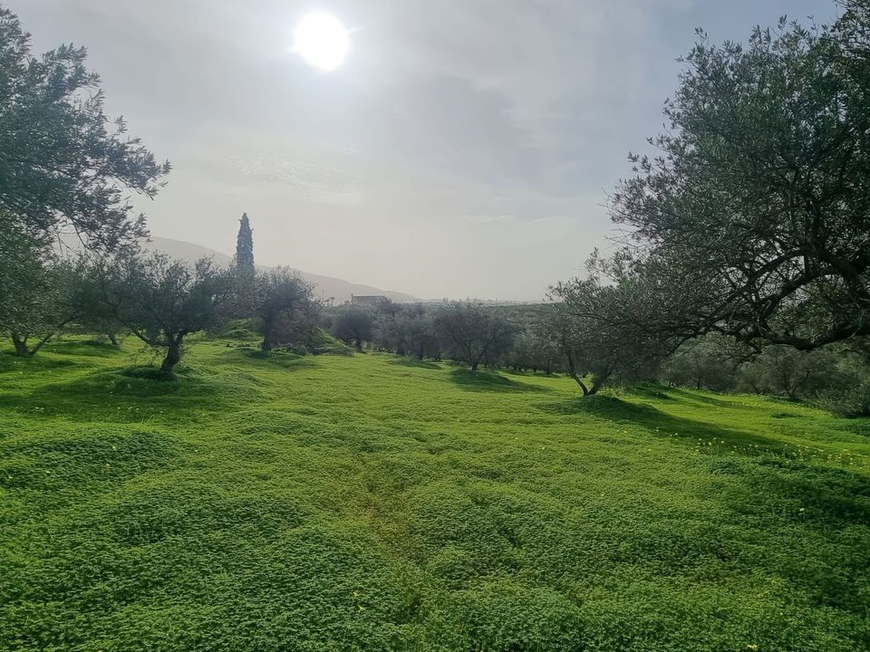 Helårsgrund i Alhaurin El Grande, Malaga - foto 5