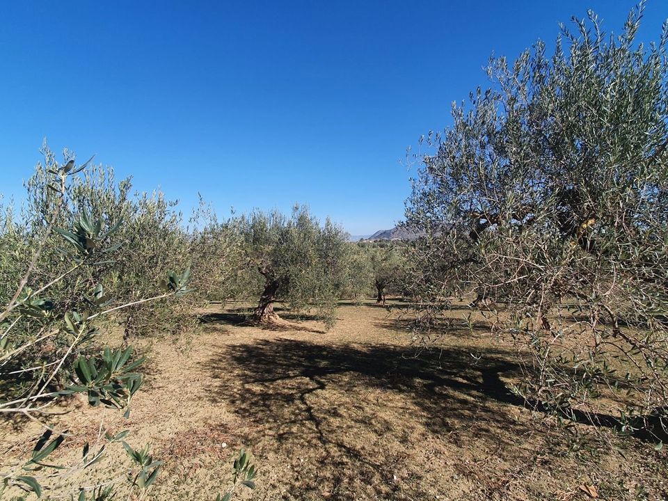 Helårsgrund i Alhaurin El Grande, Malaga - foto 1