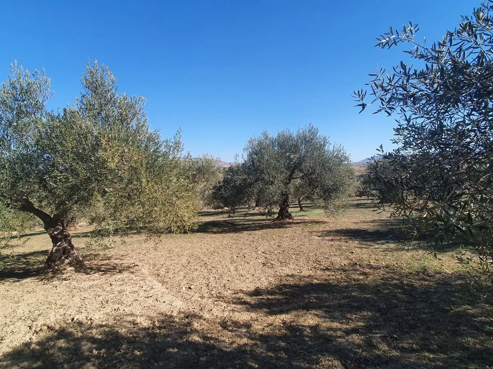 Helårsgrund i Alhaurin El Grande, Malaga - foto 3