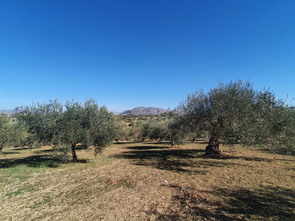 Helårsgrund i Alhaurin El Grande, Malaga - foto 5