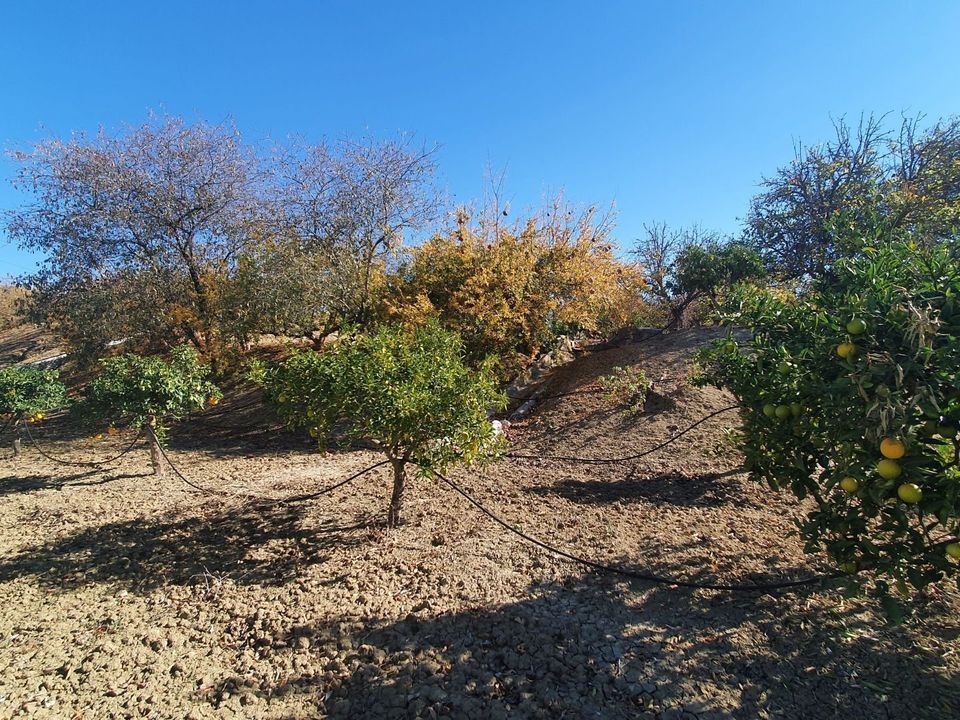 Helårsgrund i Alhaurin El Grande, Malaga - foto 5