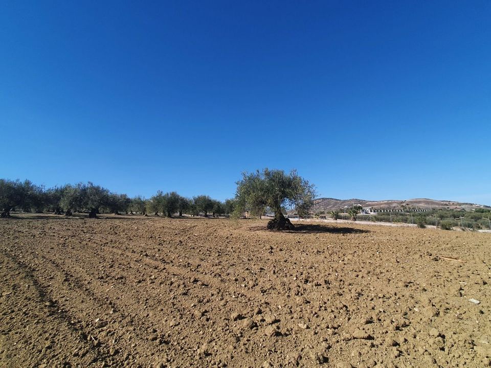 Helårsgrund i Alhaurin El Grande, Malaga - foto 3