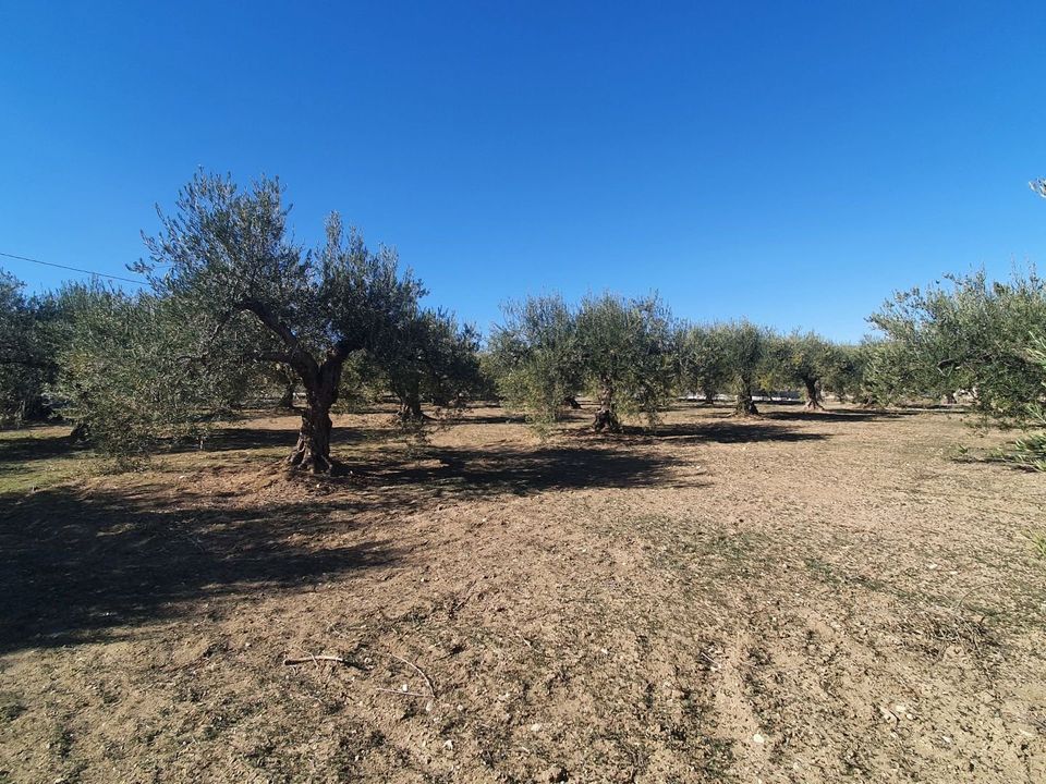 Helårsgrund i Alhaurin El Grande, Malaga - foto 4