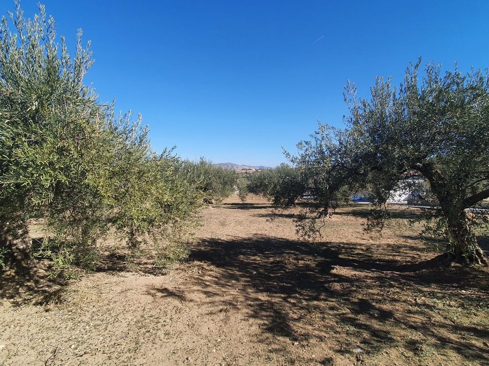 Helårsgrund i Alhaurin El Grande, Malaga - foto 5