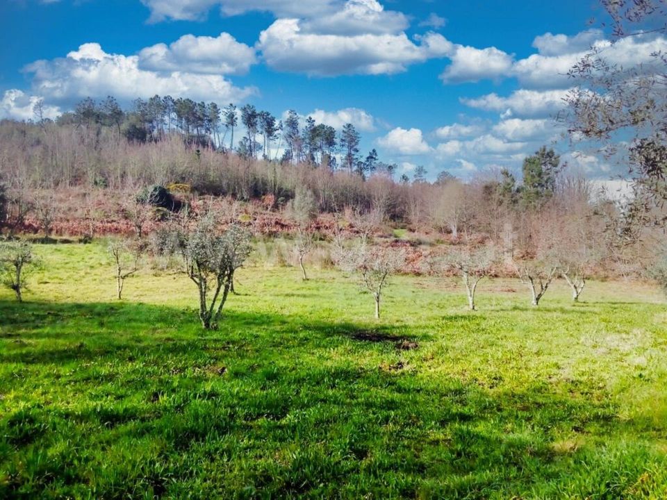 Helårsgrund i Mangualde, Viseu - foto 2