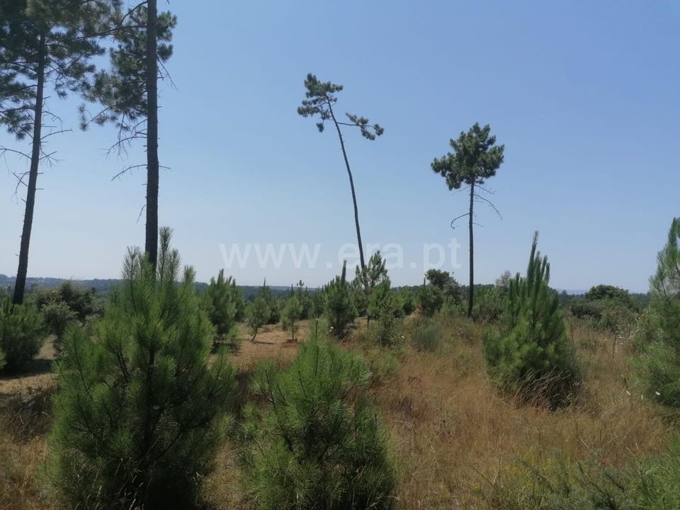 Działka: Nelas, Viseu – zdjęcie 1