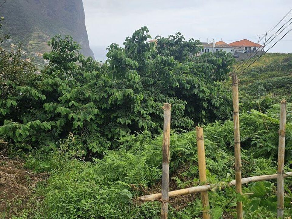 Helårsgrund i Machico, Madeira - foto 3