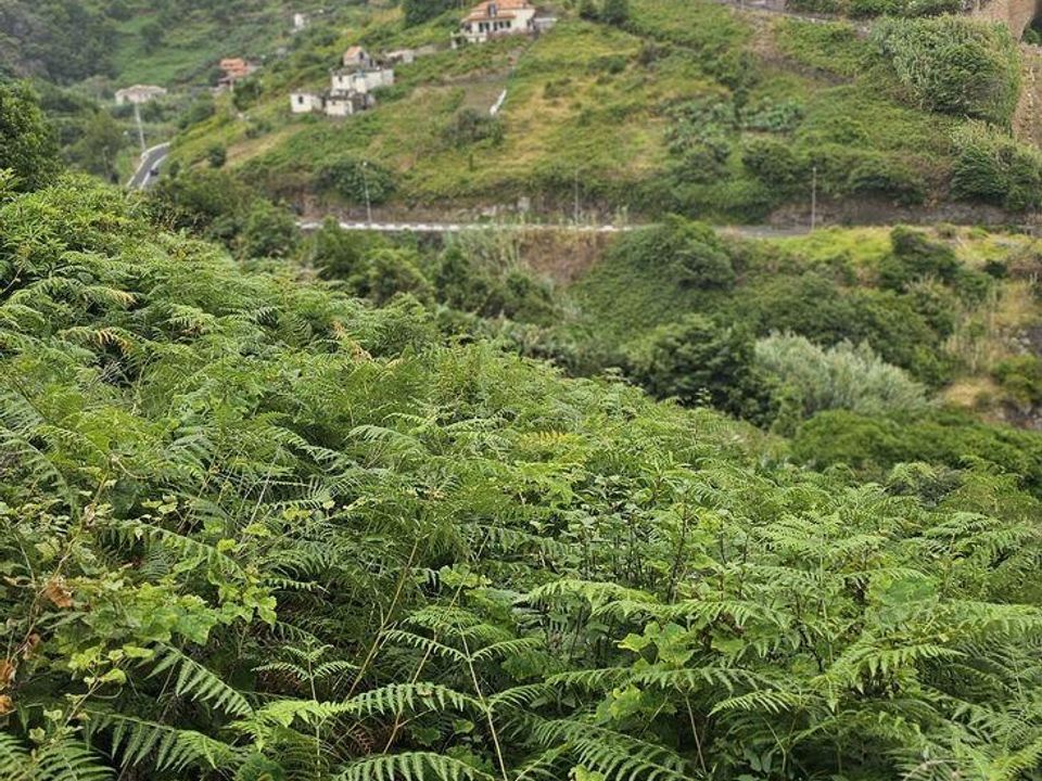 Tomt i Machico, Madeira - bilde 2