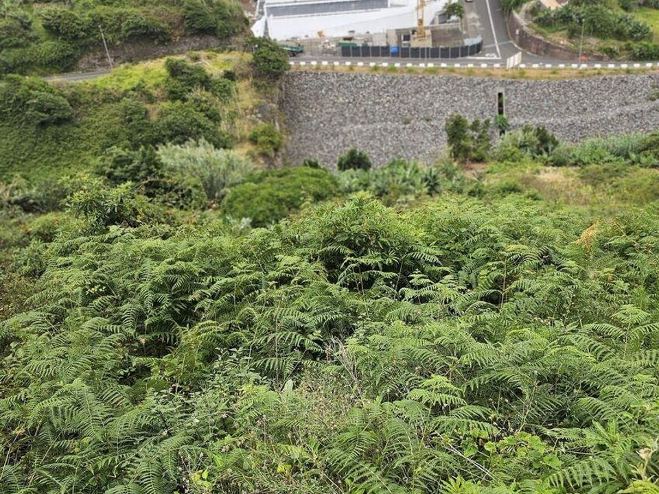 Tomt i Machico, Madeira - bilde 5