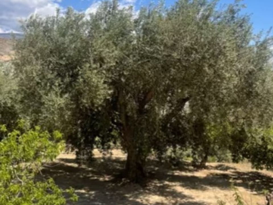 Finca i Izbor, Granada - foto 4