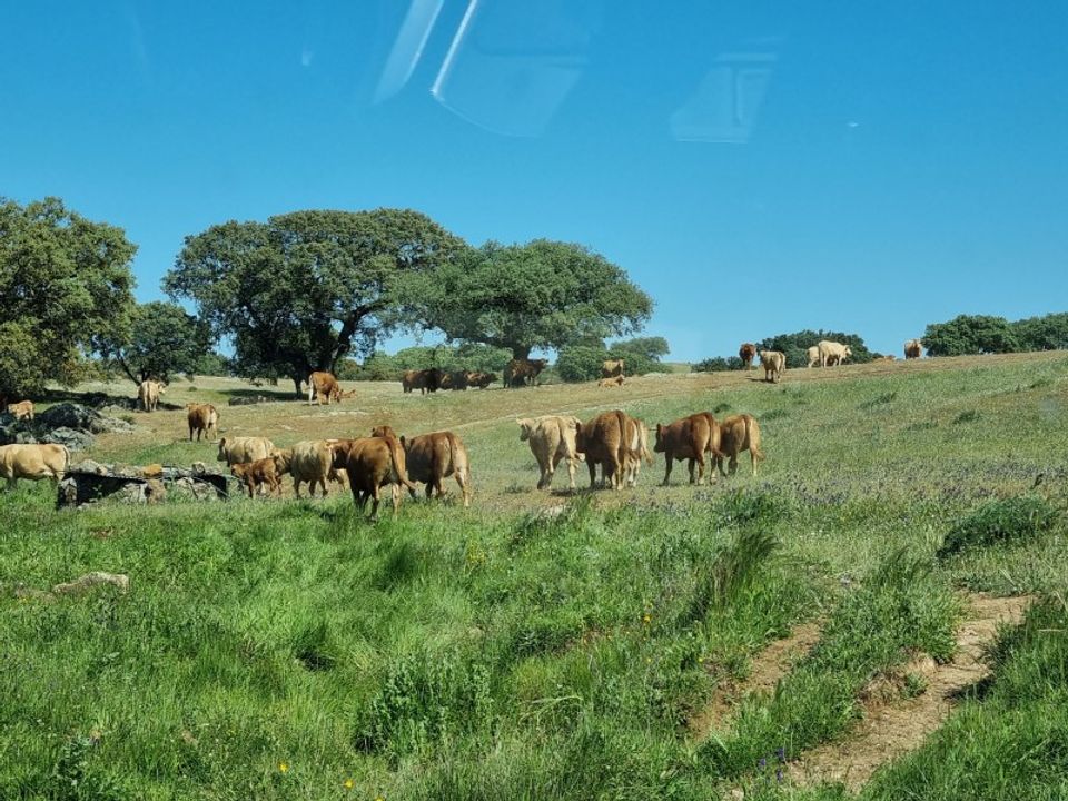 Landejendom i Santiago Maior, Evora - foto 4