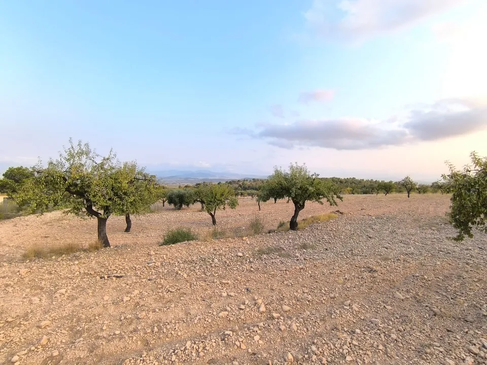 Helårsgrund i Pinoso, Alicante - foto 3