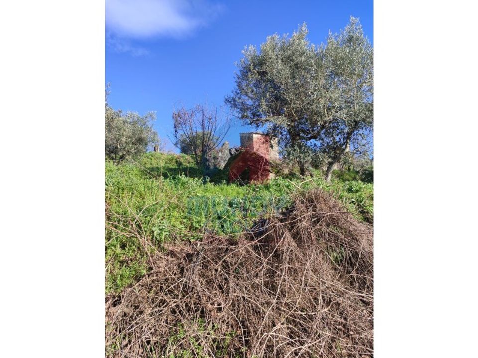 Farm i Ferro, Castelo Branco - foto 5