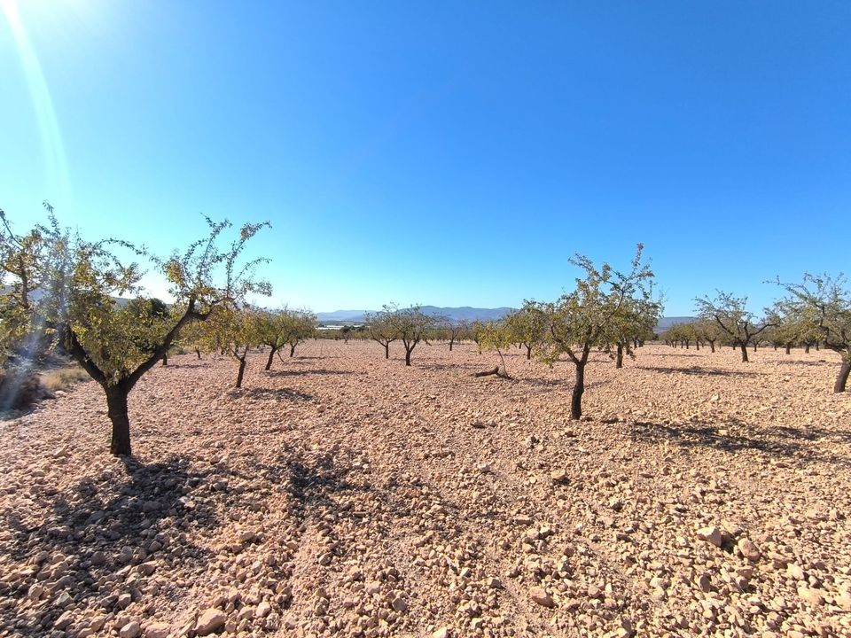 Helårsgrund i Monovar, Alicante - foto 2