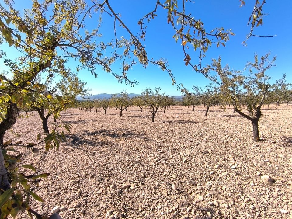Helårsgrund i Monovar, Alicante - foto 3